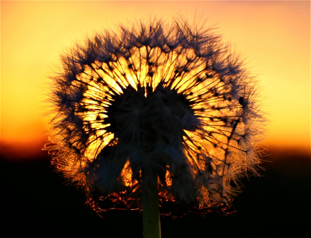 Dandelion Sunset by carole_sandford