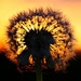 Dandelion Sunset by carole_sandford