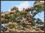 8th Jul 2017 - The Beautiful Mimosa Tree