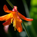 Montbretia Bloom by vignouse