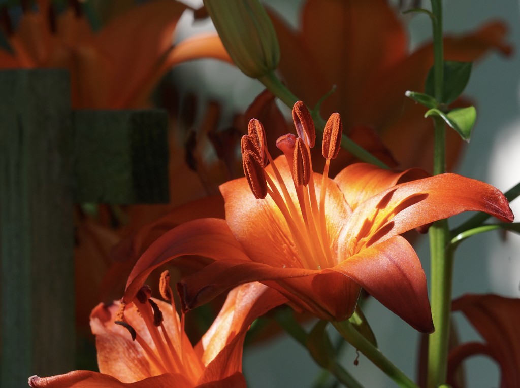 sunlit lilies by amyk