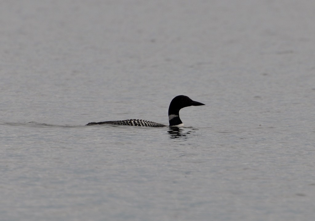Loon by frantackaberry