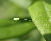 8th Jul 2017 - Lacewing Egg