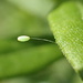 Lacewing Egg by cjwhite