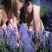 Lavender Picking by tina_mac