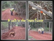 9th Jul 2017 - Walk in the state forest July 2017