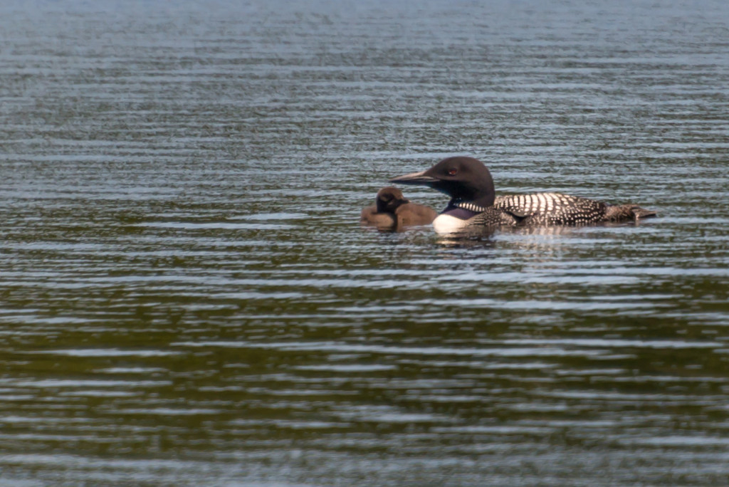 Loon Mom and Baby by taffy