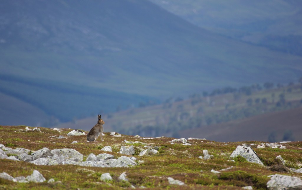 Mountain Hare on Morrone by jamibann