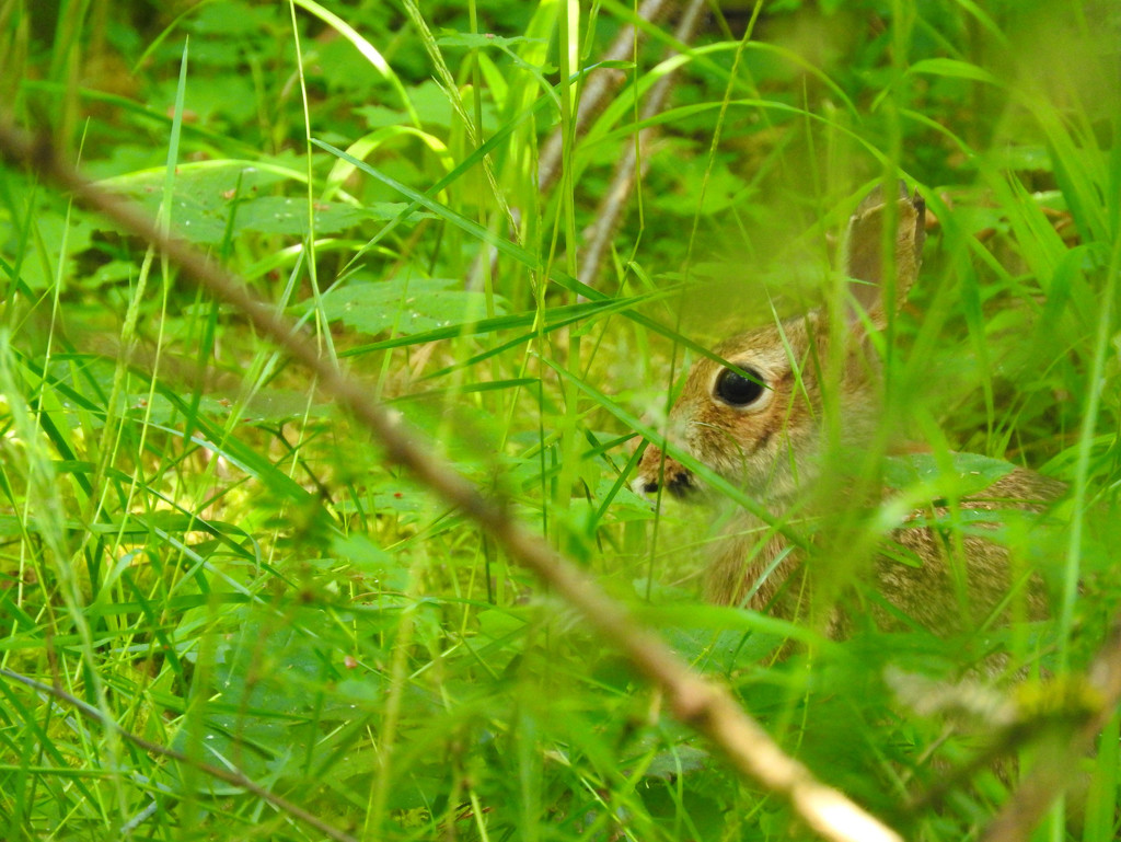 I Spy A Wild Rabbit's Eye by seattlite