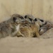 Meerkat huddle by dkbarnett