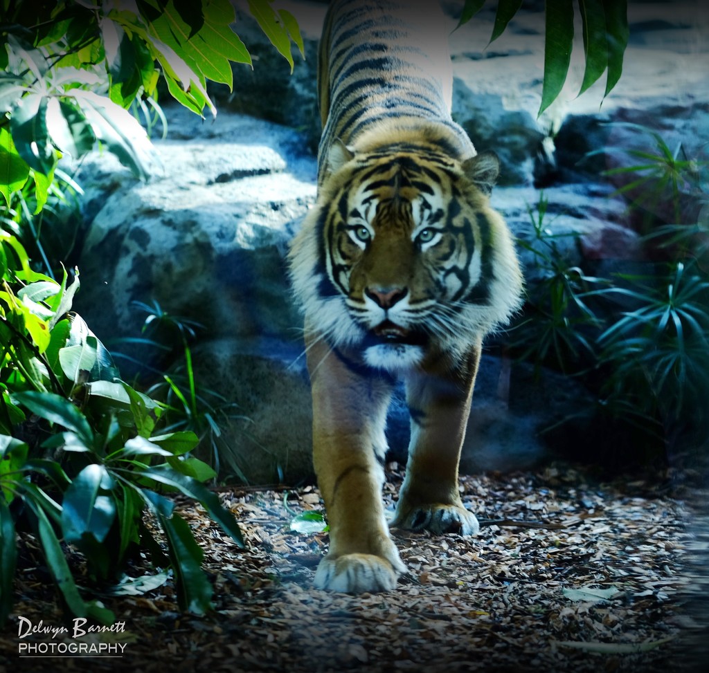 Bengal Tiger by dkbarnett