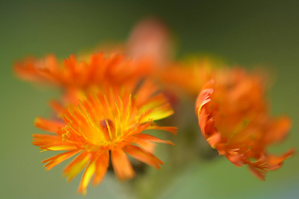 Orange wildflowers....... by ziggy77