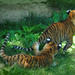 A Tail of Two Tigers by alophoto
