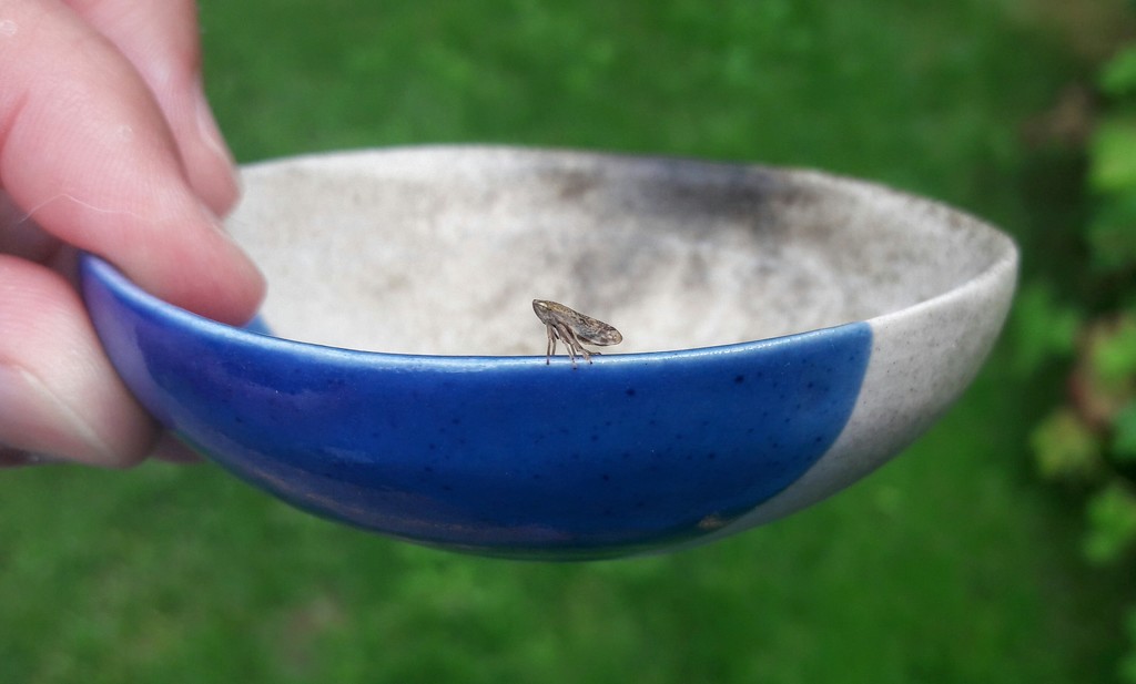 Little bug on little bowl.  by jokristina