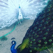 9th Jul 2017 - Peacock Parade