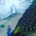 Peacock Parade by gratitudeyear