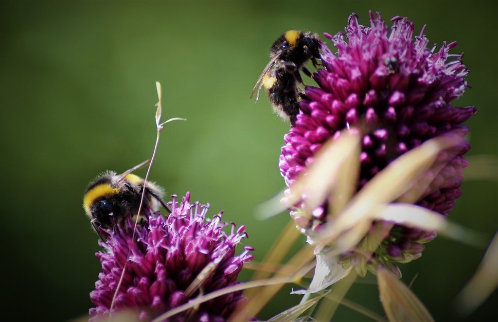 Busy Bees by phil_sandford