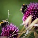 Busy Bees by phil_sandford