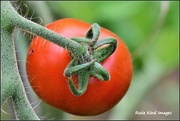 9th Jul 2017 - First ripe tomato