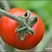 First ripe tomato by rosiekind