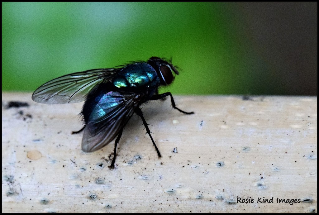 Even the humble fly can look quite nice by rosiekind