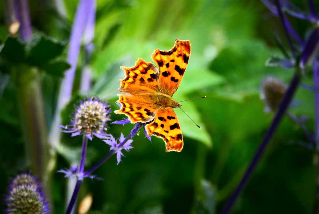 Butterfly Beauty by carole_sandford
