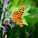 Butterfly Beauty by carole_sandford