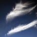 Feathers in the Sky by cmp