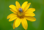 9th Jul 2017 - Little bug on a yellow flower!