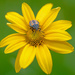 Little bug on a yellow flower! by fayefaye