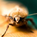 Macro moth by novab