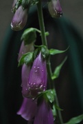 10th Jun 2017 - Day 161: FoxGlove