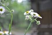 12th Jun 2017 - Day 163: Daisies 