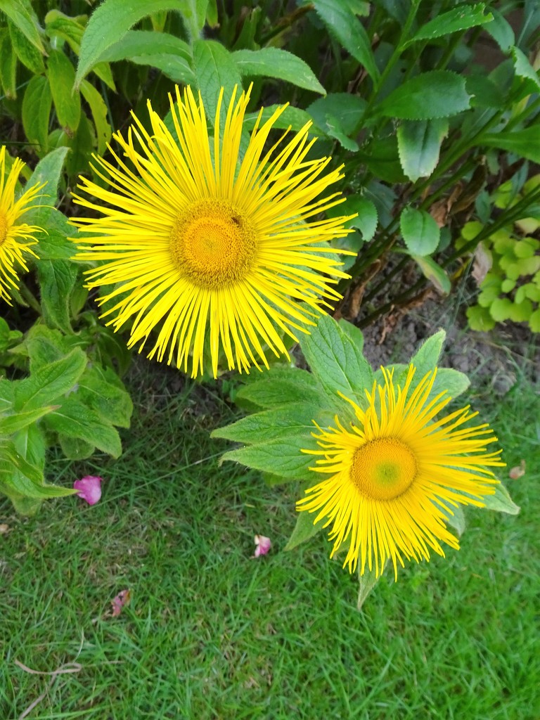 Yellow daisies ! by beryl