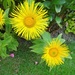 Yellow daisies ! by beryl