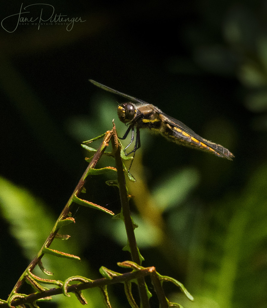 Dragonfly  Perched by jgpittenger