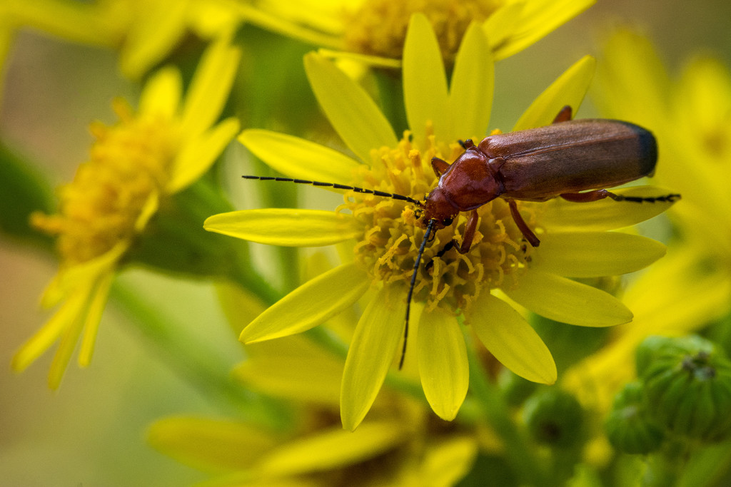 Soldier Beetle (Rhagonycha Fulva)... by vignouse