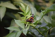 6th Jul 2017 - Red Admiral