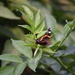 Red Admiral by dragey74