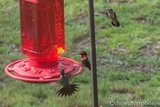 9th Jul 2017 - Hummers on the increase...