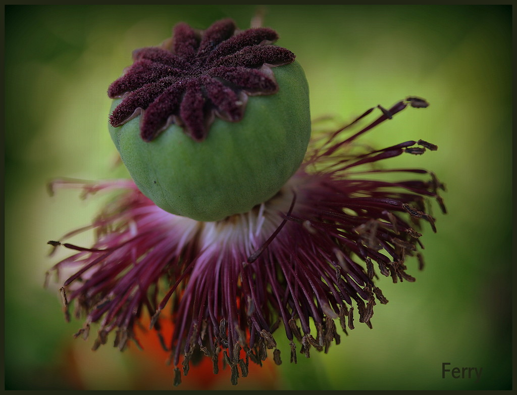Poppies seedball by pyrrhula