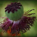 Poppies seedball by pyrrhula