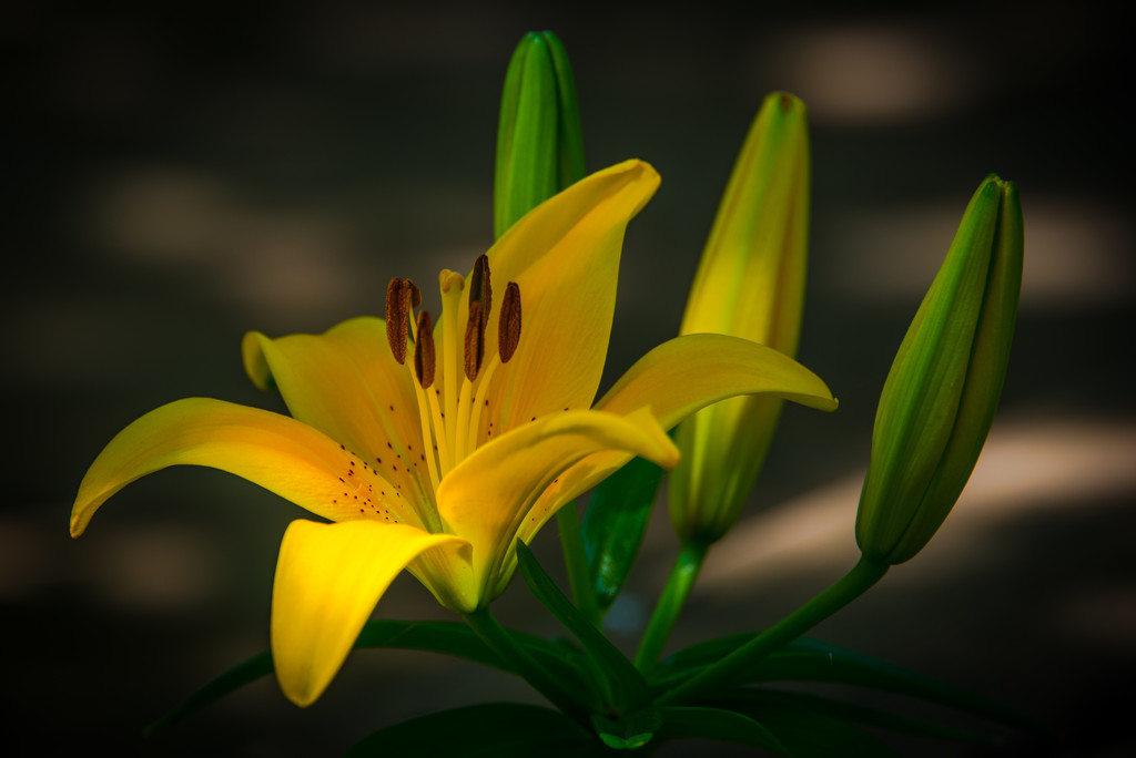Lilies in Our Garden! by taffy
