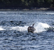 8th Jul 2017 - Pacific White Sided Dolphin
