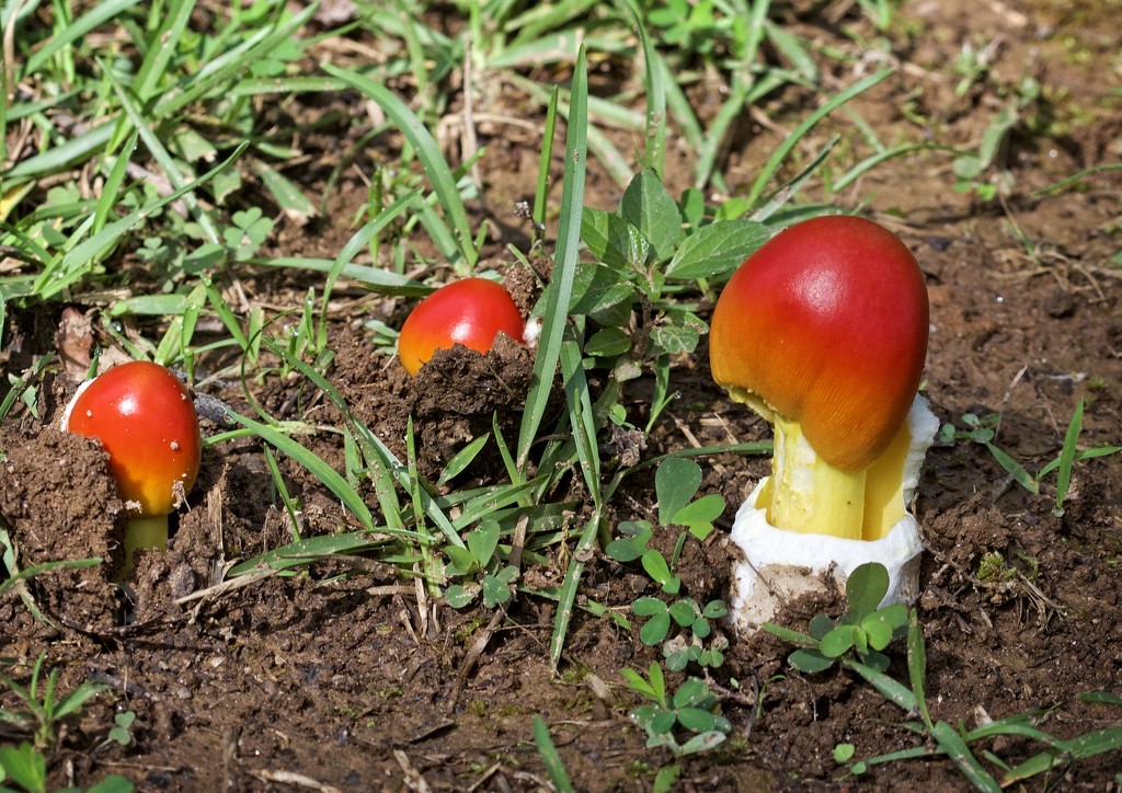 Mushrooms-LHG_8940  by rontu