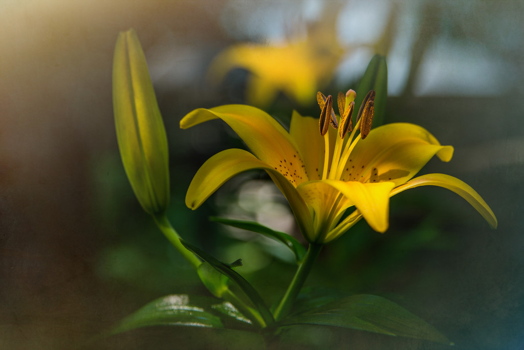 Lilies in Textures by taffy