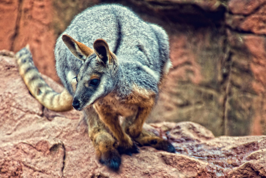 Yellow-footed Rock-wallaby by annied