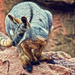Yellow-footed Rock-wallaby by annied