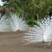 White Peacocks by Dawn