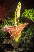 9th Jul 2017 - Corpse Flower Blooms
